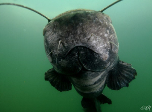 Yesterday dive with catfish by Veronika Matějková 